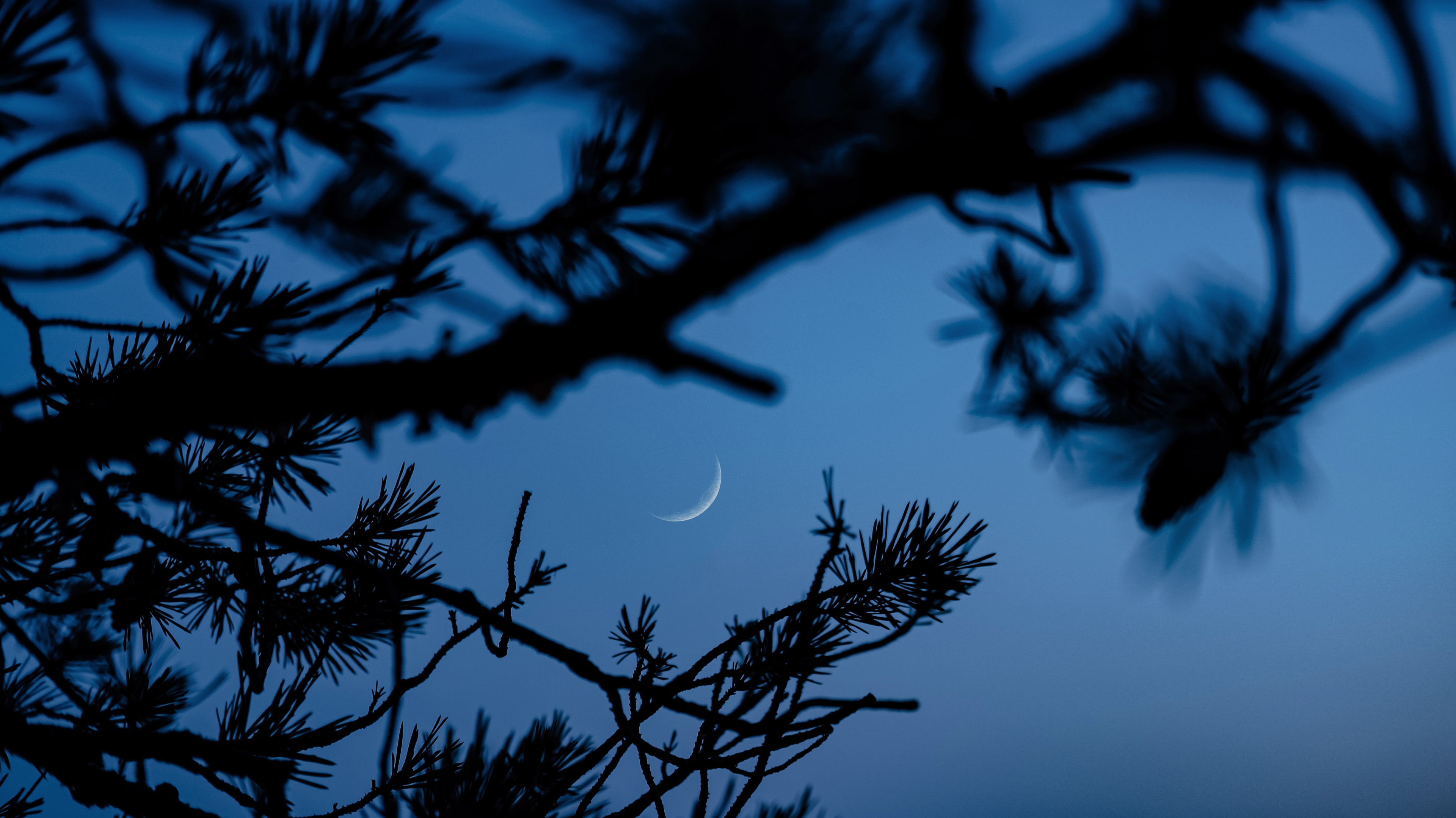 Branch, Blau, Baum, Natur, Zweig. Wallpaper in 3840x2160 Resolution
