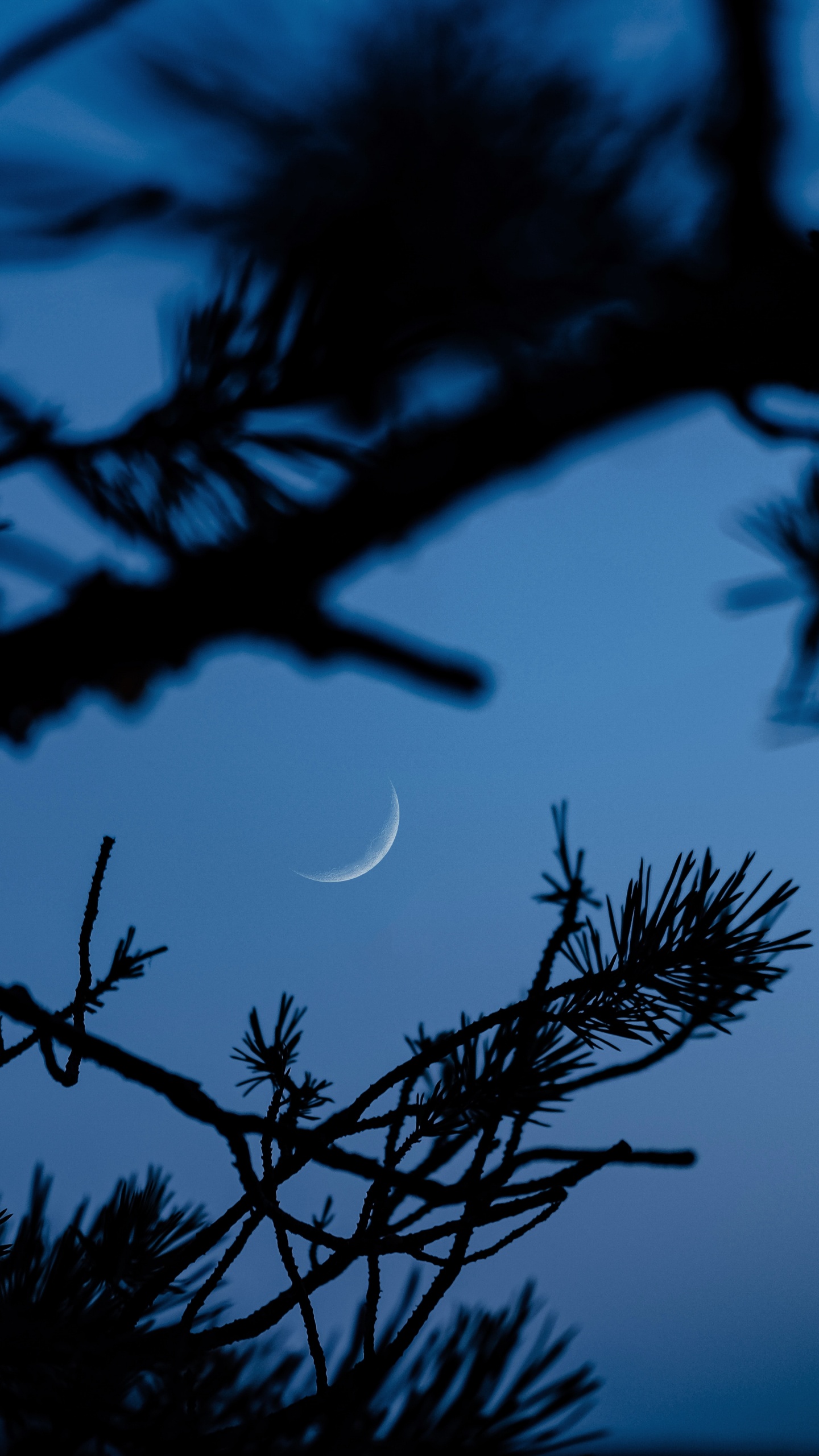 Branch, Blue, Tree, Nature, Twig. Wallpaper in 1440x2560 Resolution