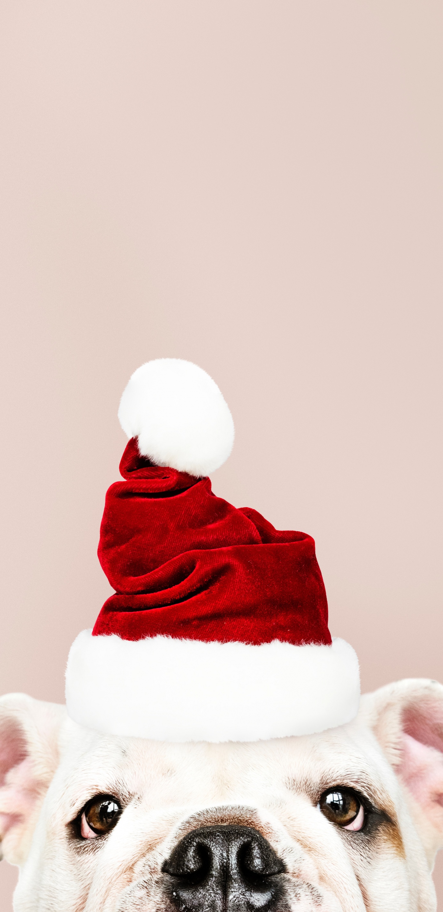 Le Jour De Noël, Santa Claus, Chien, Coiffures, Personnage de Fiction. Wallpaper in 1440x2960 Resolution