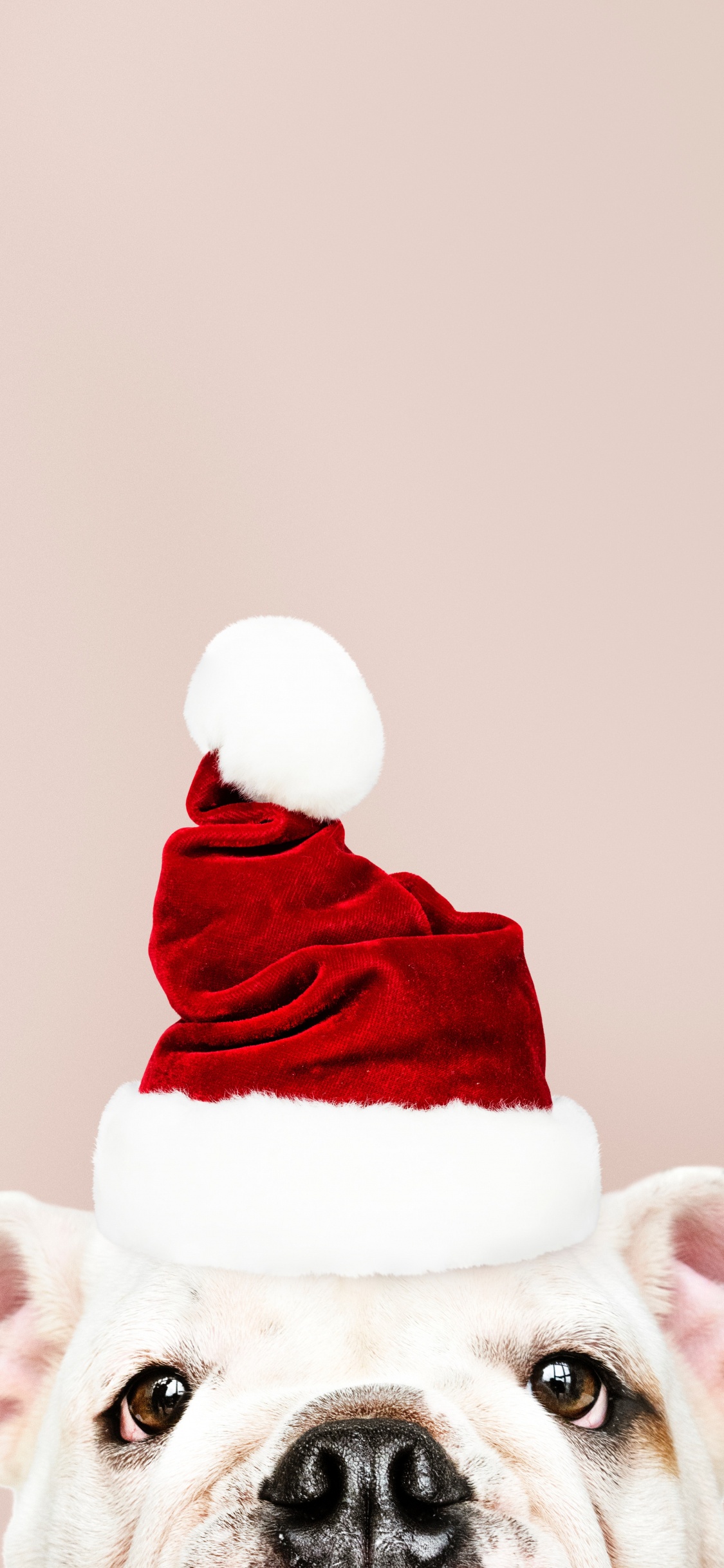 Weihnachten, Weihnachtsmann, Hund, Fiktiver Charakter, Hund Wie Säugetier. Wallpaper in 1125x2436 Resolution