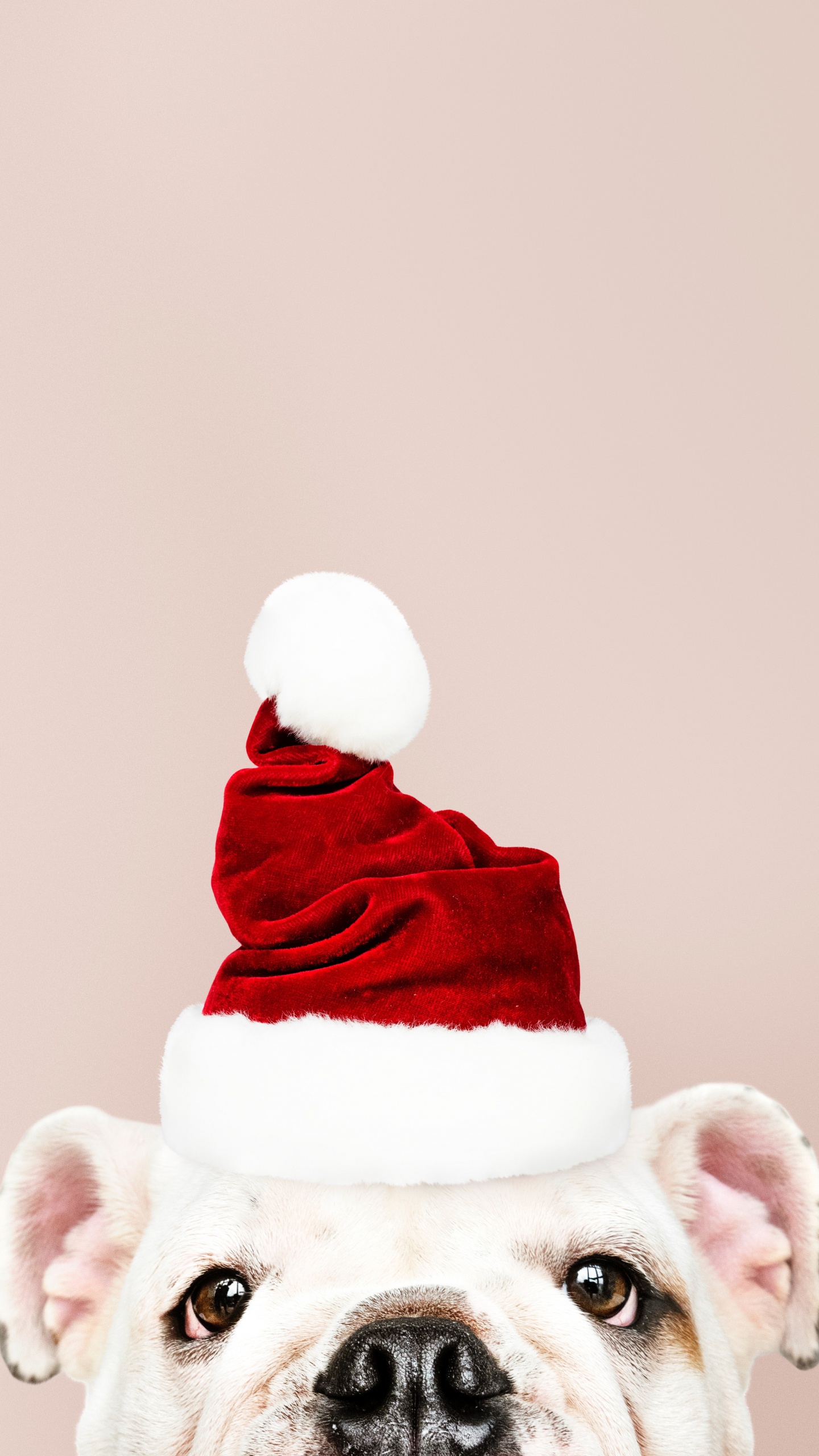 Weihnachten, Weihnachtsmann, Hund, Fiktiver Charakter, Hund Wie Säugetier. Wallpaper in 1440x2560 Resolution