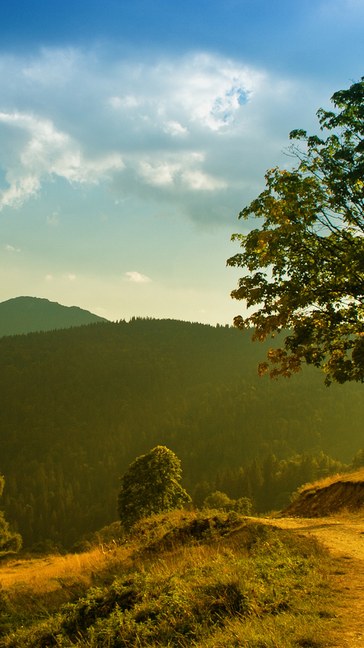 Green Tree on Brown Grass Field During Daytime. Wallpaper in 750x1334 Resolution