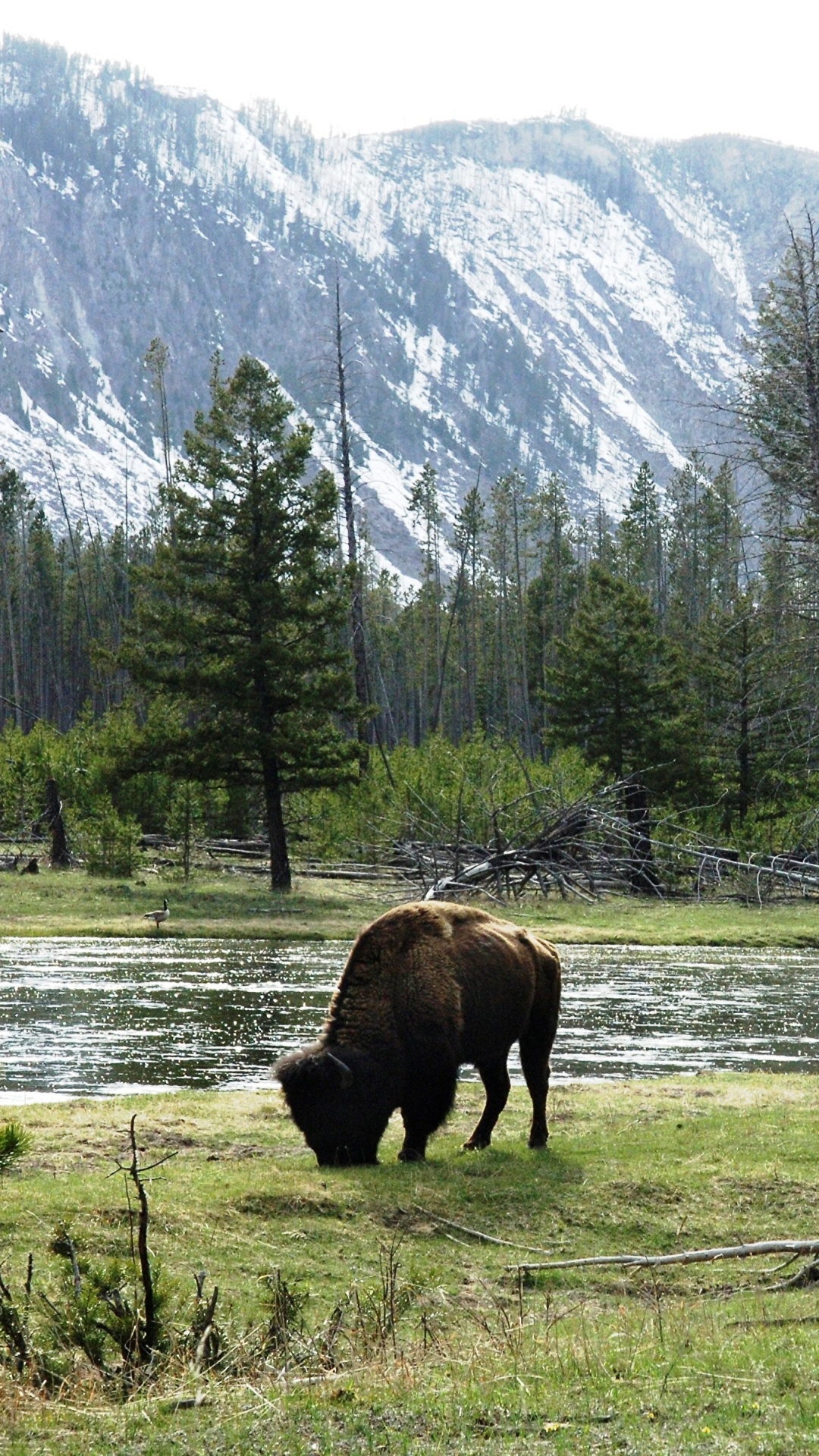 Árboles Verdes en el Campo de Hierba Verde Cerca de la Montaña Durante el Día. Wallpaper in 1080x1920 Resolution