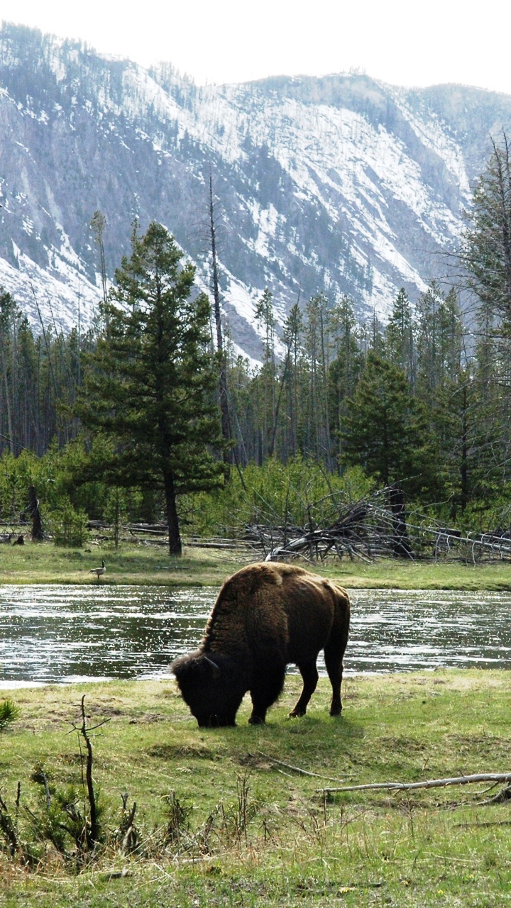 Árboles Verdes en el Campo de Hierba Verde Cerca de la Montaña Durante el Día. Wallpaper in 720x1280 Resolution