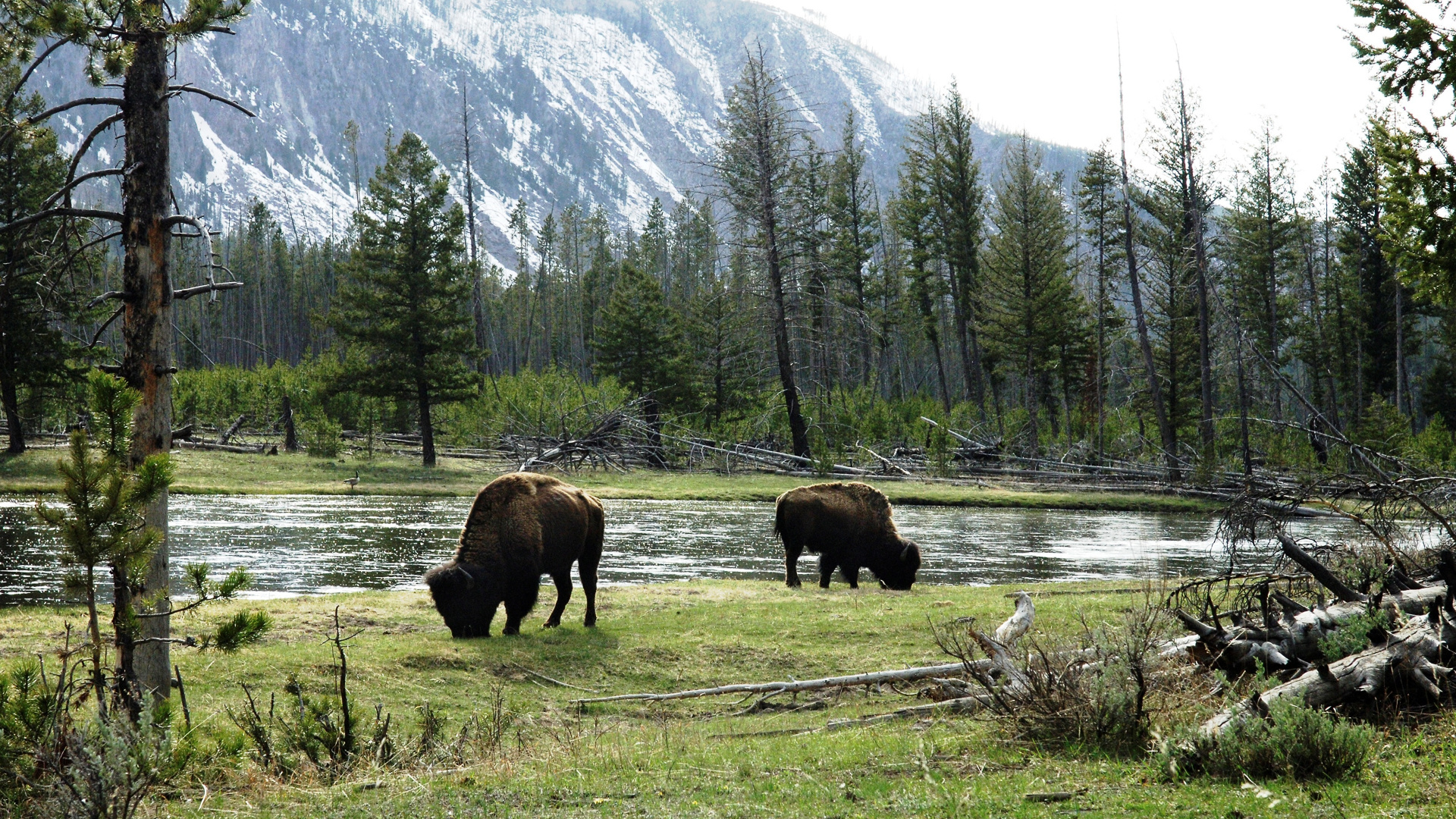 Grüne Bäume Auf Grüner Wiese in Der Nähe Des Berges Tagsüber. Wallpaper in 1920x1080 Resolution