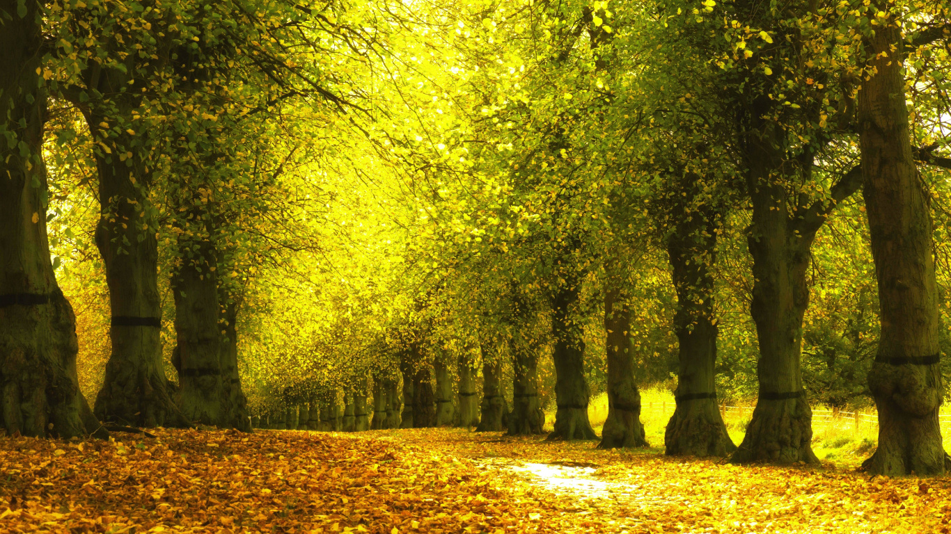 Brown Dried Leaves on Ground With Green Trees. Wallpaper in 1366x768 Resolution