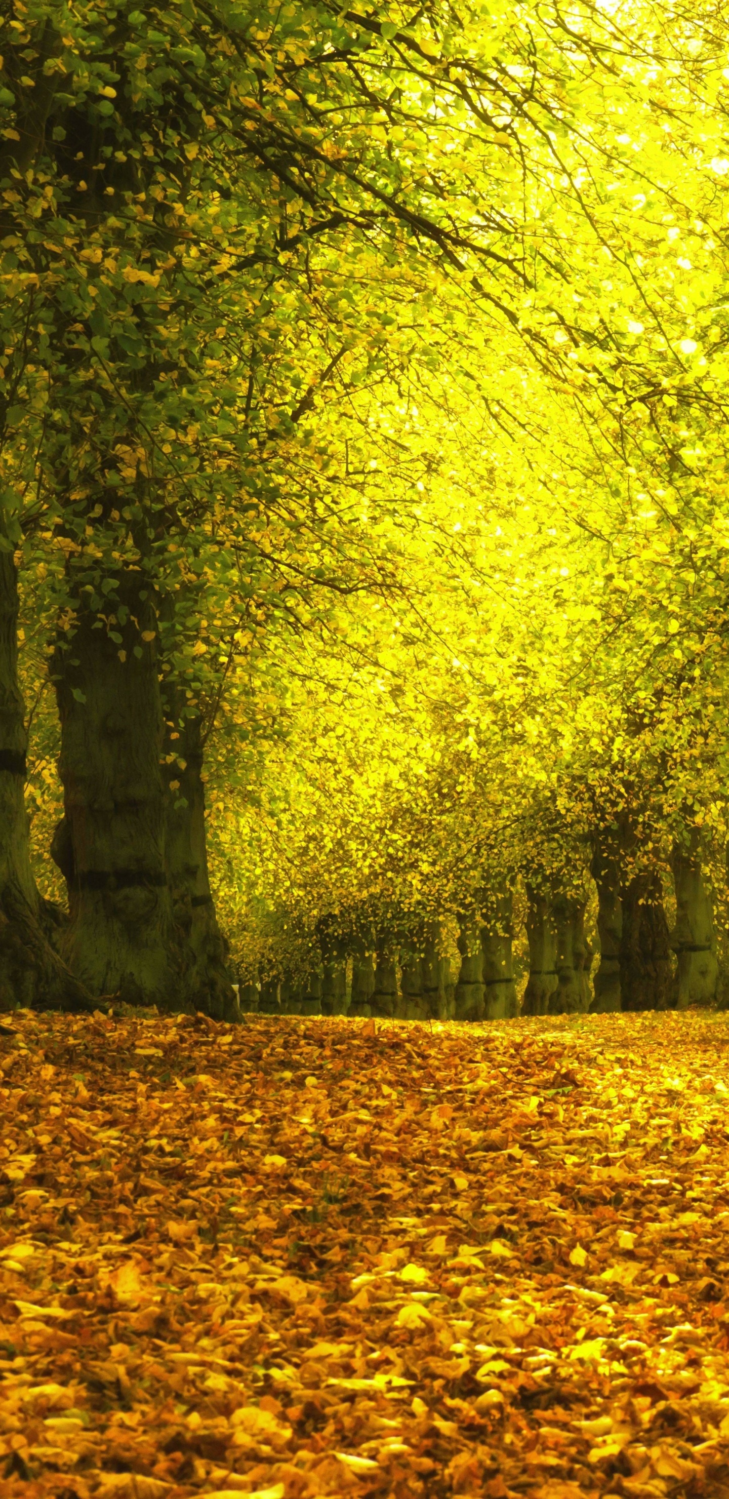 Brown Dried Leaves on Ground With Green Trees. Wallpaper in 1440x2960 Resolution