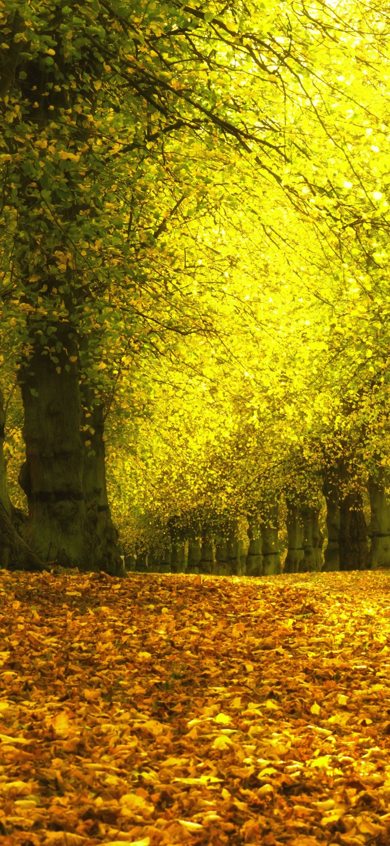 Feuilles Séchées Brunes au Sol Avec Des Arbres Verts. Wallpaper in 1242x2688 Resolution