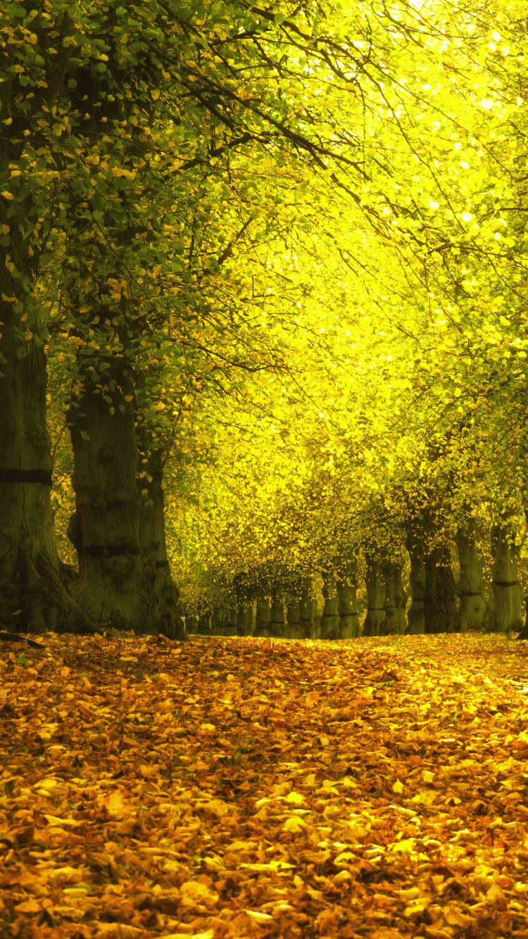 Download 750x1334 Wallpaper Feuilles Séchées Brunes au Sol Avec Des Arbres Verts Feuilles Séchées Brunes au Sol Avec Des Arbres Verts. Wallpaper in 750x1334 Resolution
