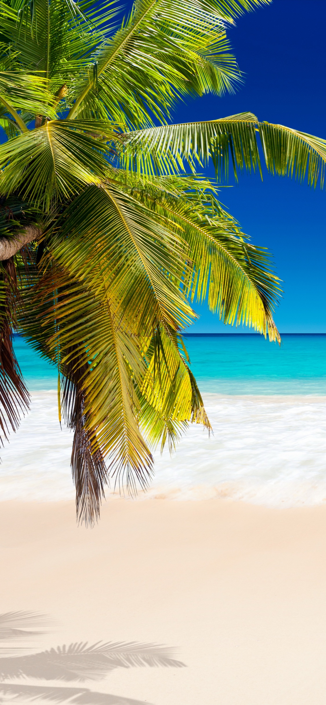 Palmier Vert Sur la Plage de Sable Blanc Pendant la Journée. Wallpaper in 1125x2436 Resolution