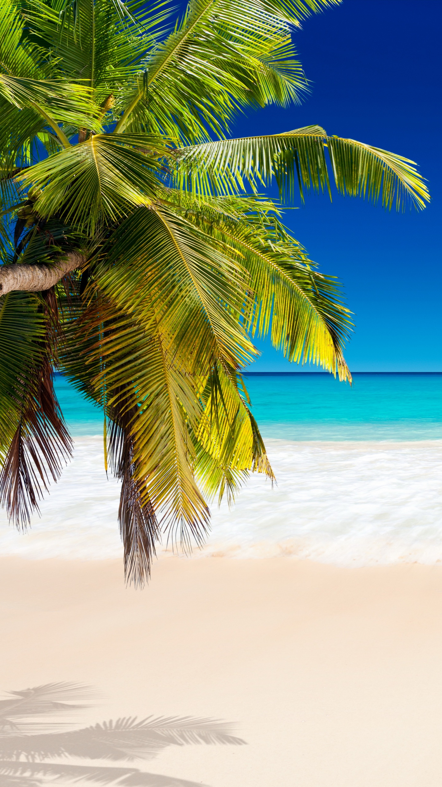 Green Palm Tree on White Sand Beach During Daytime. Wallpaper in 1440x2560 Resolution