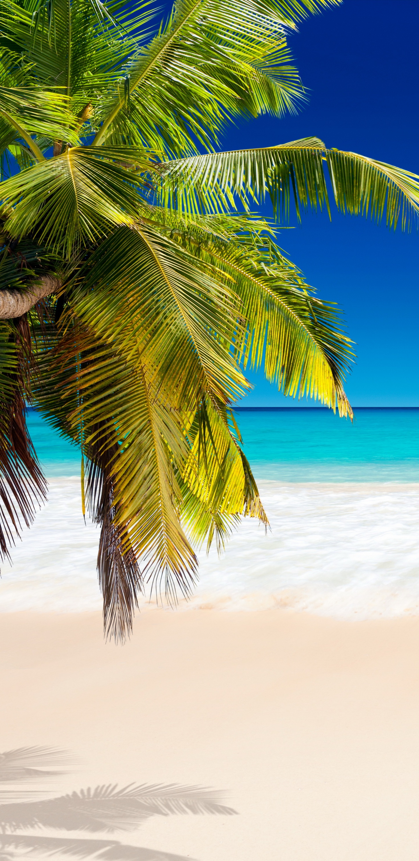 Green Palm Tree on White Sand Beach During Daytime. Wallpaper in 1440x2960 Resolution