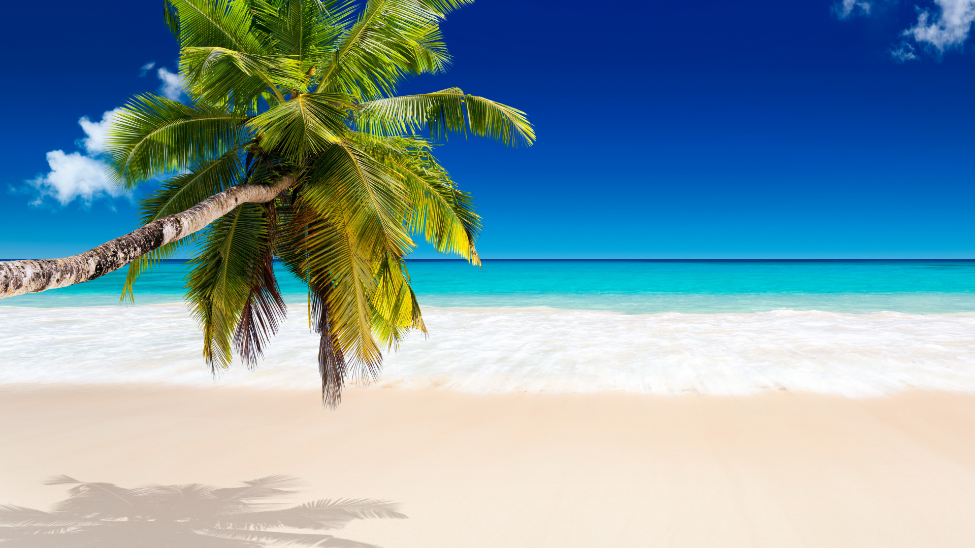 Green Palm Tree on White Sand Beach During Daytime. Wallpaper in 1920x1080 Resolution