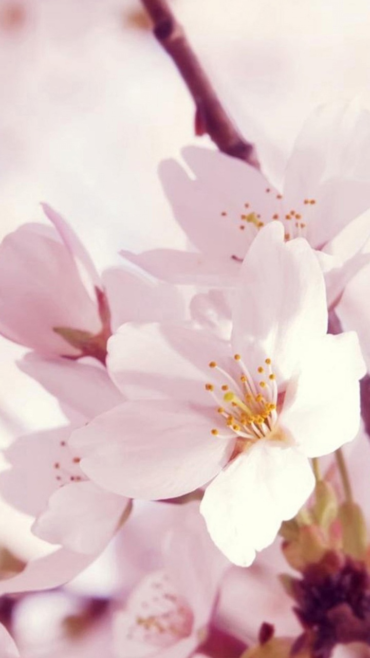 Fleur Rose et Blanche en Macro Shot. Wallpaper in 720x1280 Resolution