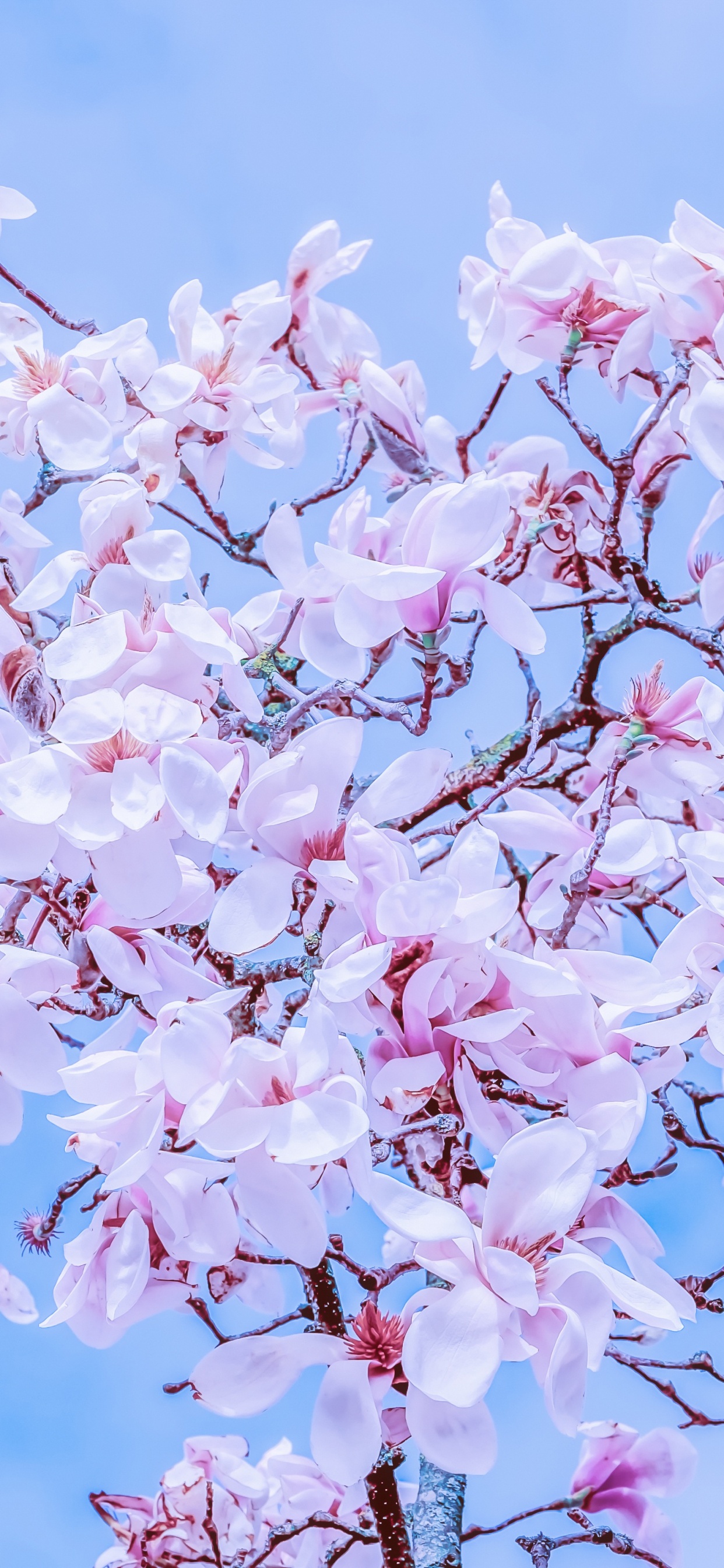 粉红色, 开花, 弹簧, 淡紫色的, 樱花 壁纸 1242x2688 允许