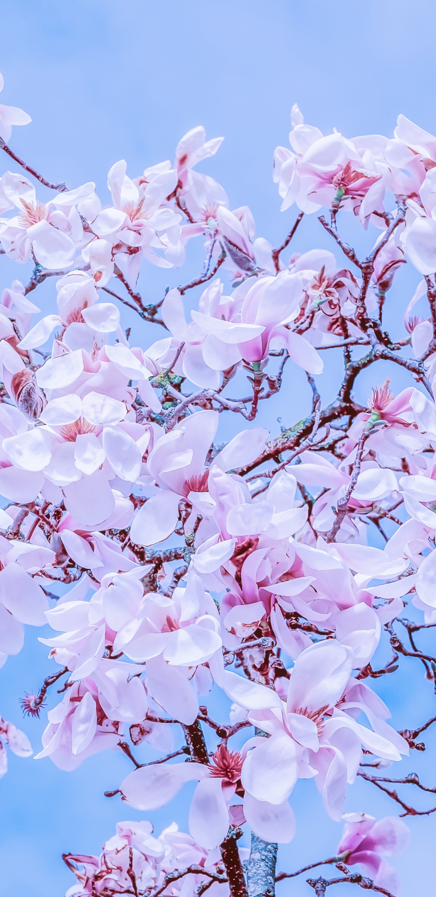 Flor de Cerezo Rosa Bajo un Cielo Azul Durante el Día. Wallpaper in 1440x2960 Resolution
