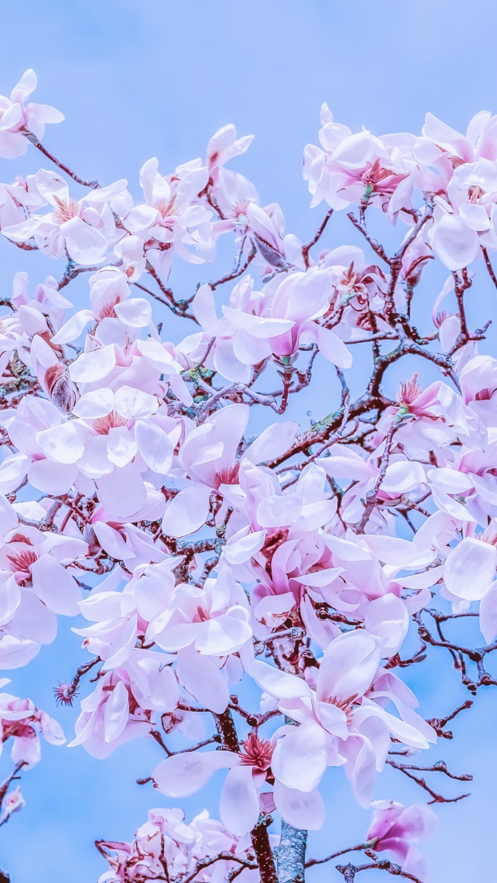 Pink Cherry Blossom Under Blue Sky During Daytime. Wallpaper in 720x1280 Resolution