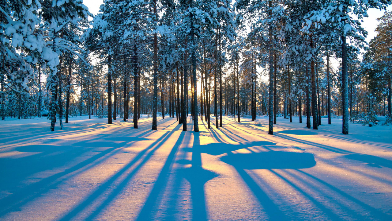 日落, 冬天, 性质, 森林, 冻结 壁纸 1280x720 允许