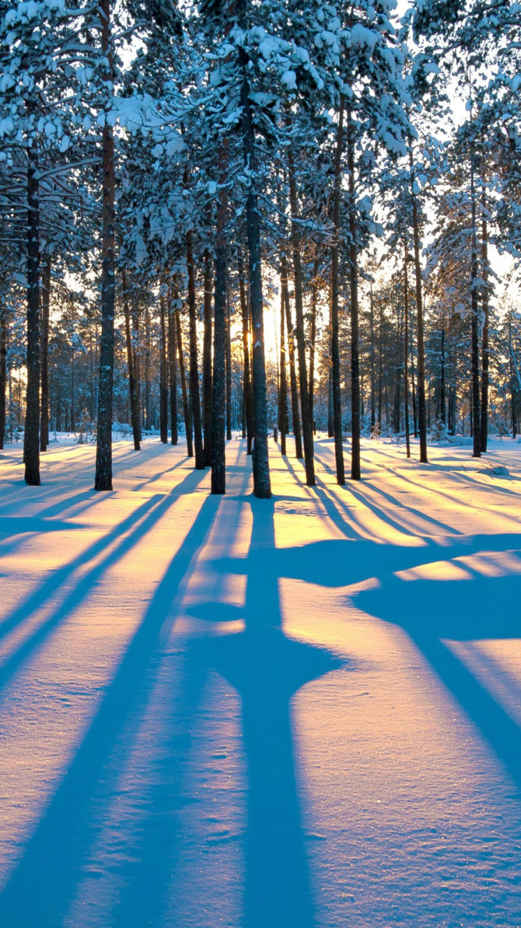 日落, 冬天, 性质, 森林, 冻结 壁纸 750x1334 允许