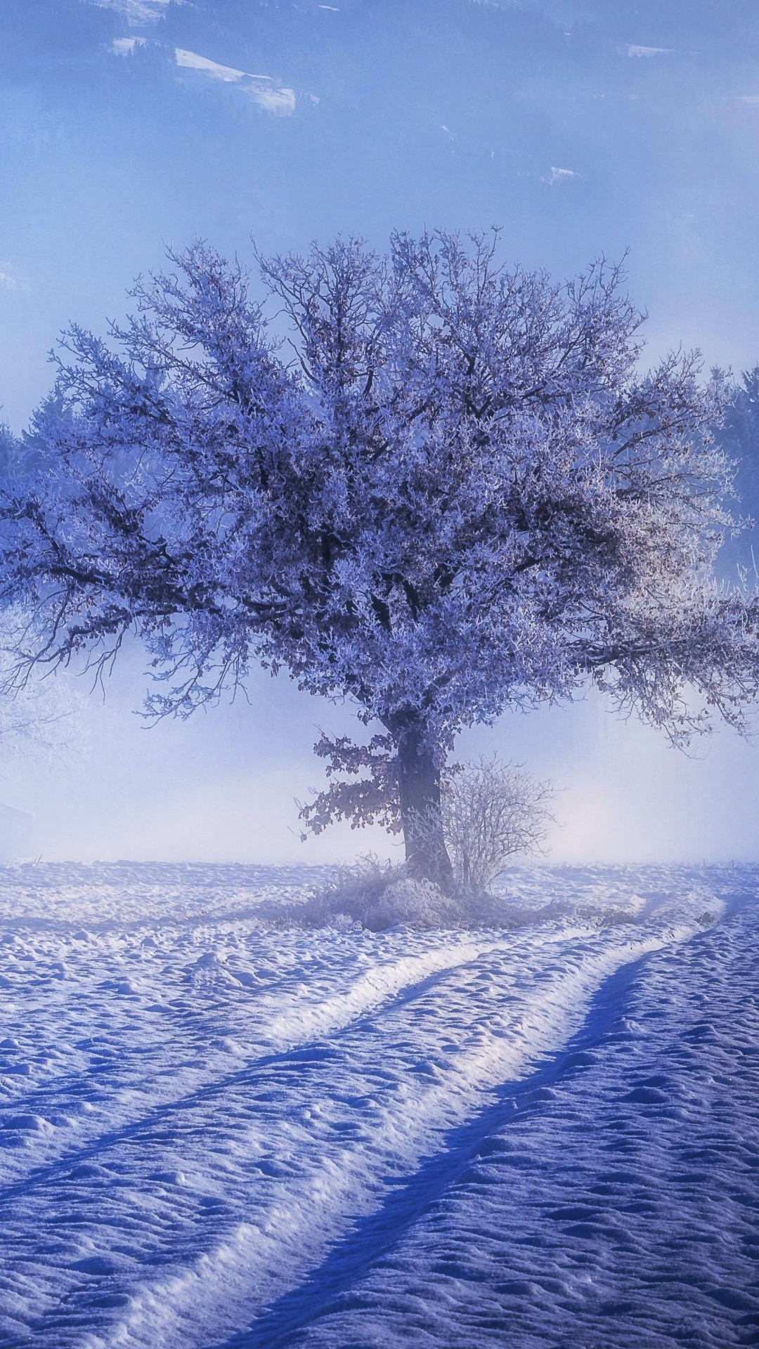 Winter, Snow, Natural Landscape, Nature, Freezing. Wallpaper in 1080x1920 Resolution
