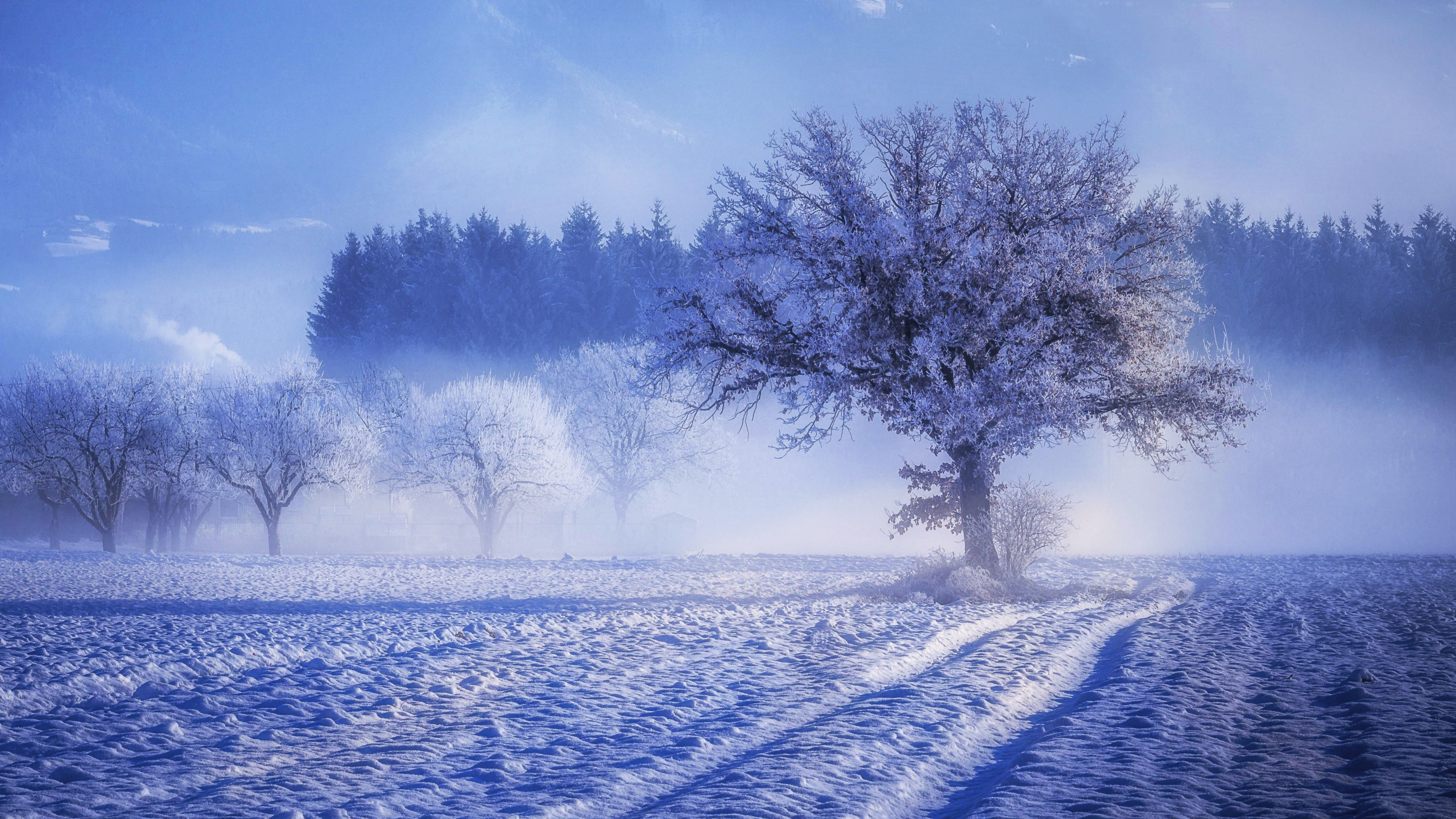 Winter, Snow, Natural Landscape, Nature, Freezing. Wallpaper in 2560x1440 Resolution