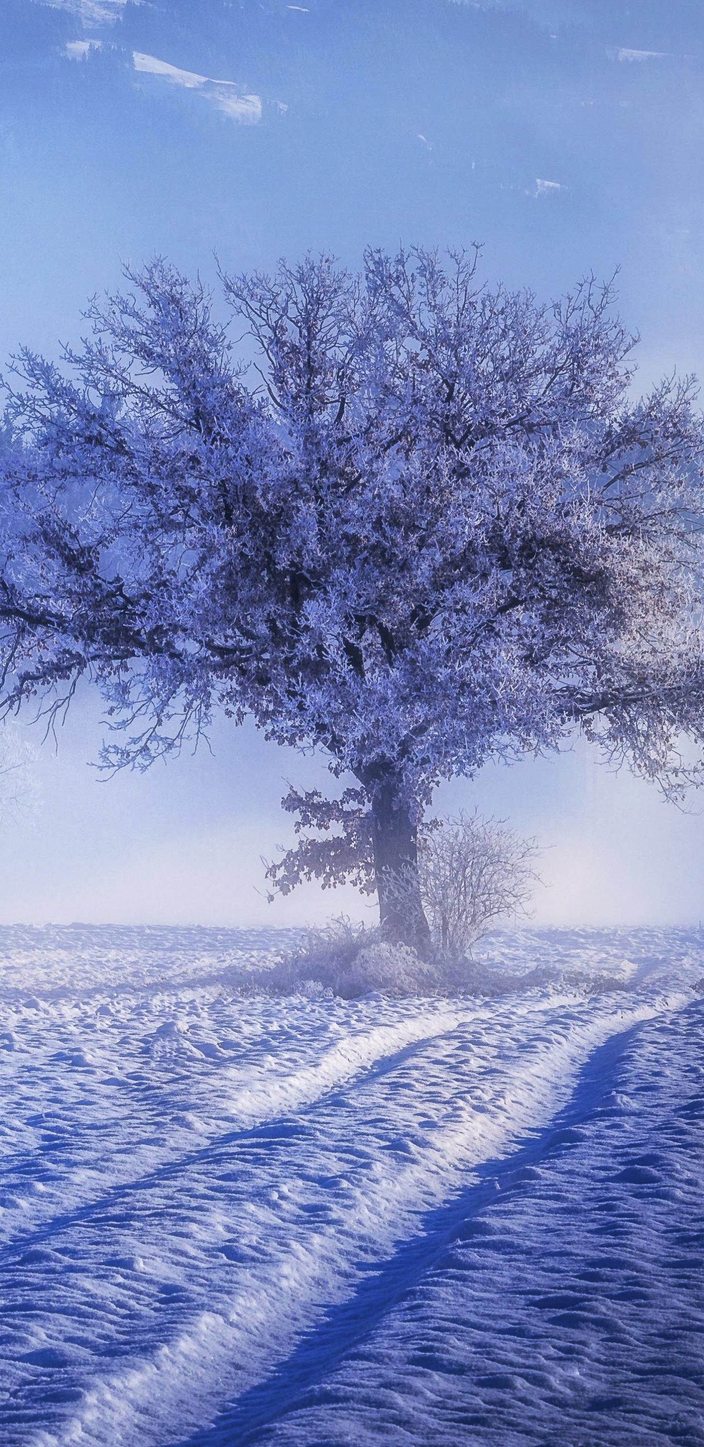 Winter, Schnee, Naturlandschaft, Natur, Einfrieren. Wallpaper in 1440x2960 Resolution