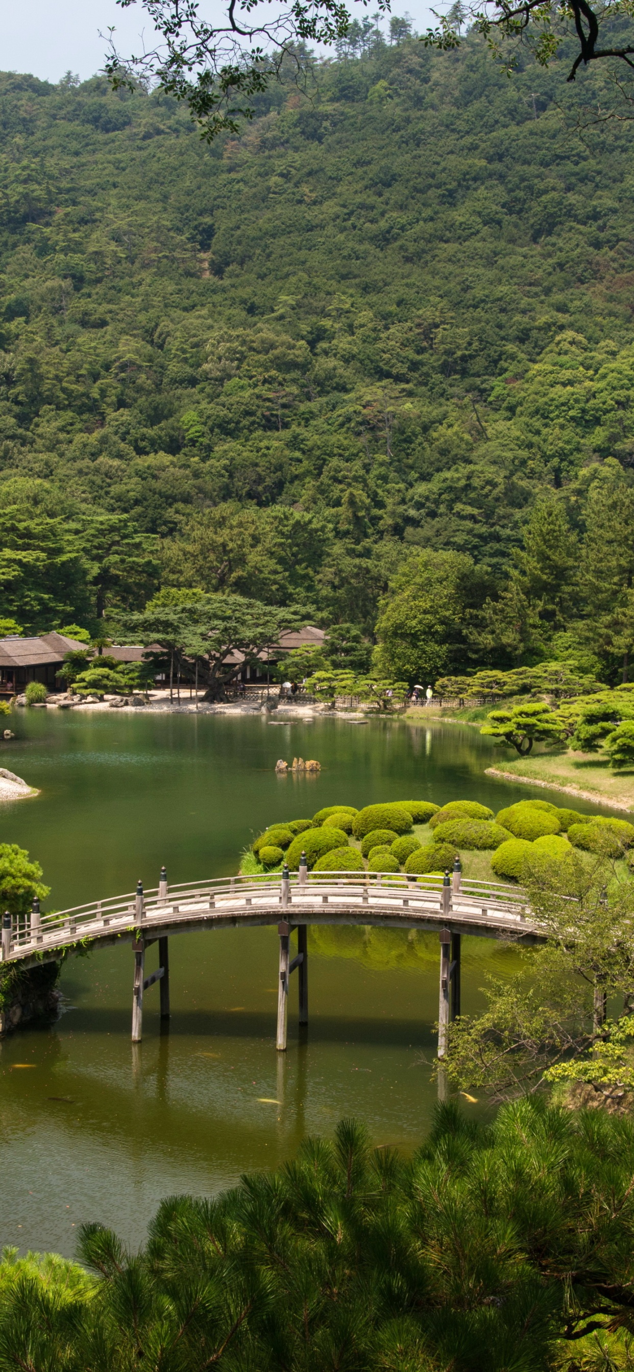 Green Trees Near River During Daytime. Wallpaper in 1242x2688 Resolution