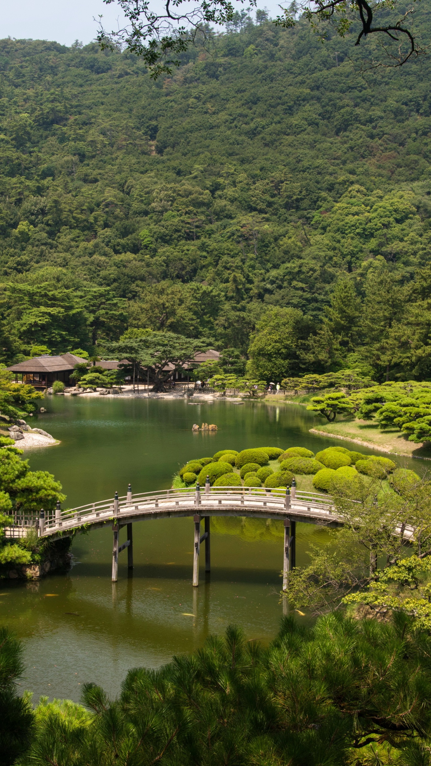 Green Trees Near River During Daytime. Wallpaper in 1440x2560 Resolution