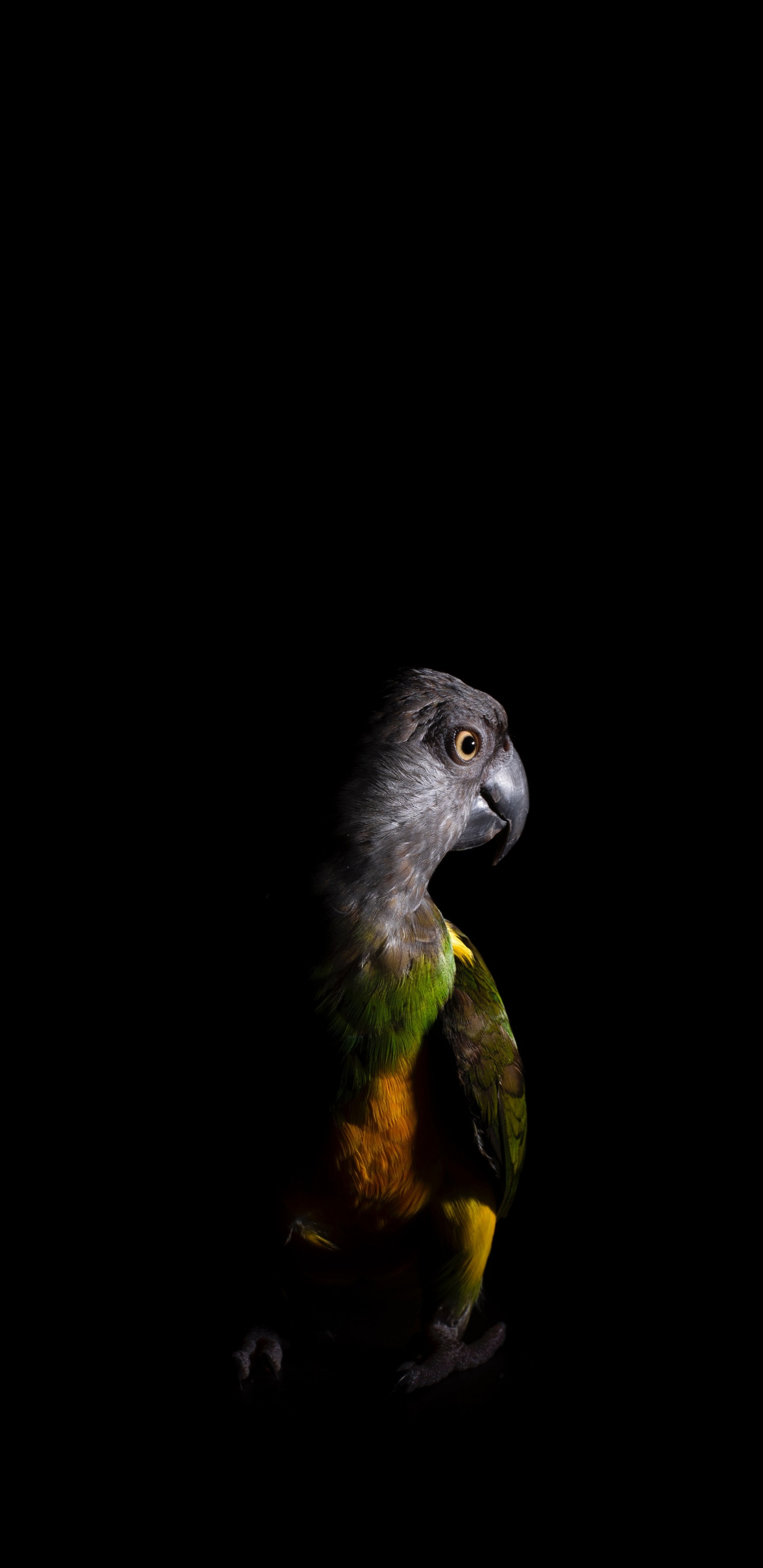 Schwarz-gelbe Vogelillustration. Wallpaper in 1440x2960 Resolution