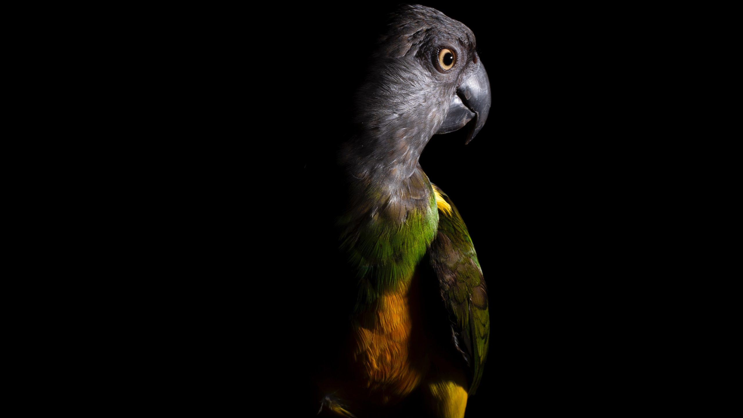 Schwarz-gelbe Vogelillustration. Wallpaper in 2560x1440 Resolution