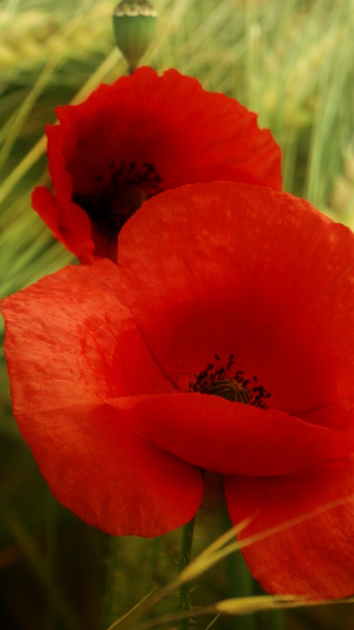 Red Flower in Tilt Shift Lens. Wallpaper in 720x1280 Resolution