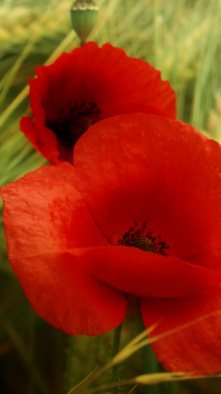 Fleur Rouge Dans L'objectif à Basculement. Wallpaper in 750x1334 Resolution