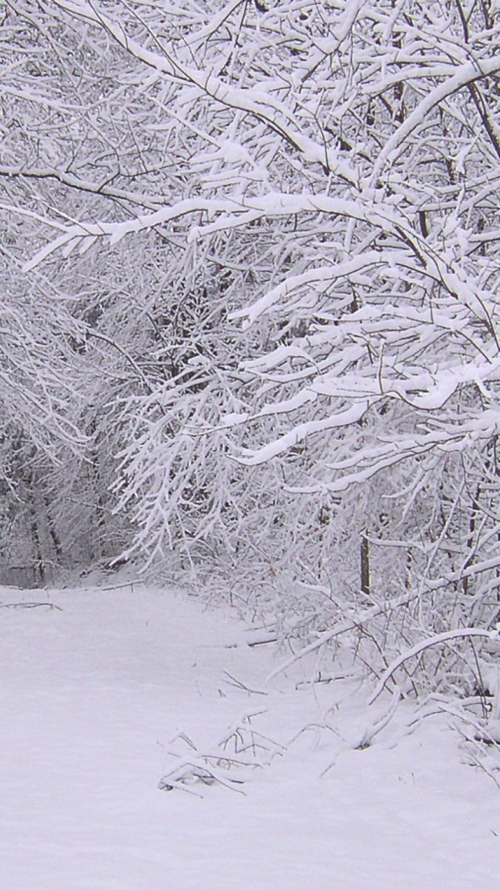 Snow Covered Bare Trees During Daytime. Wallpaper in 720x1280 Resolution