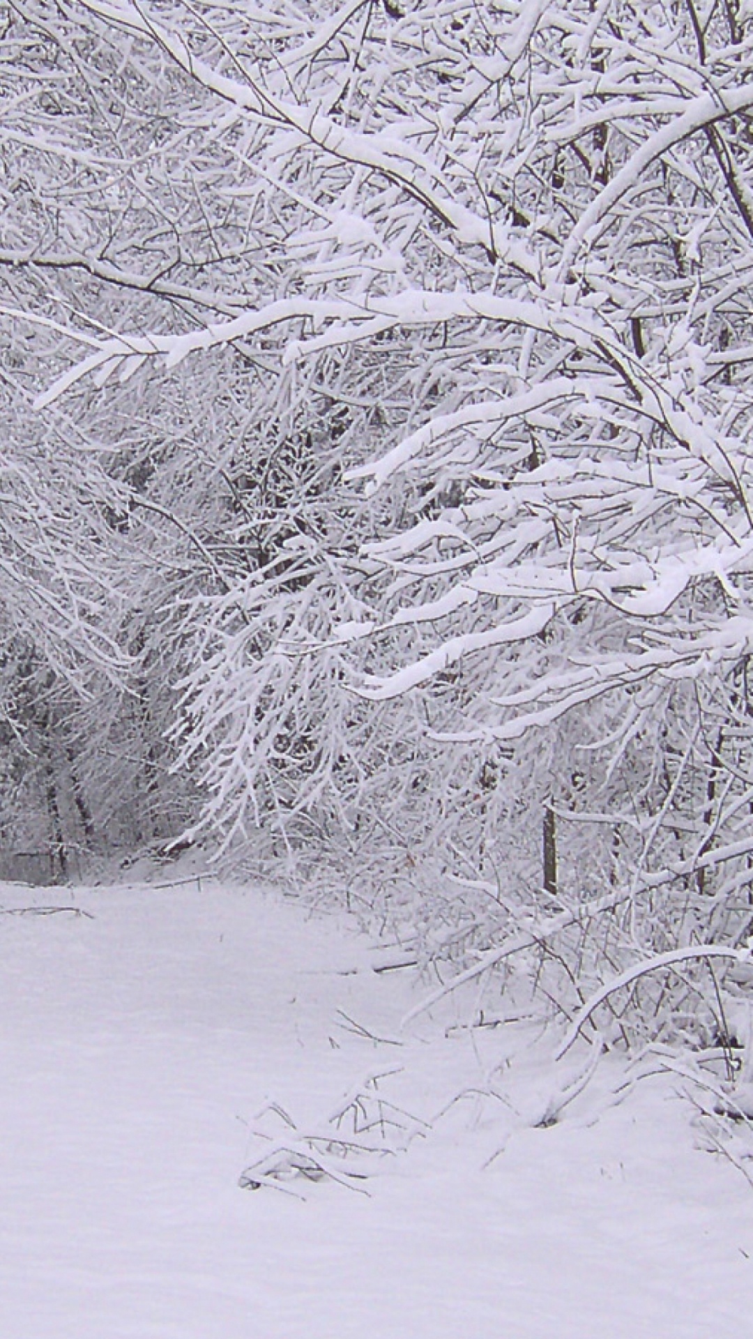 冬天, 冻结, 林地, 黑色和白色的, 假日 壁纸 1080x1920 允许