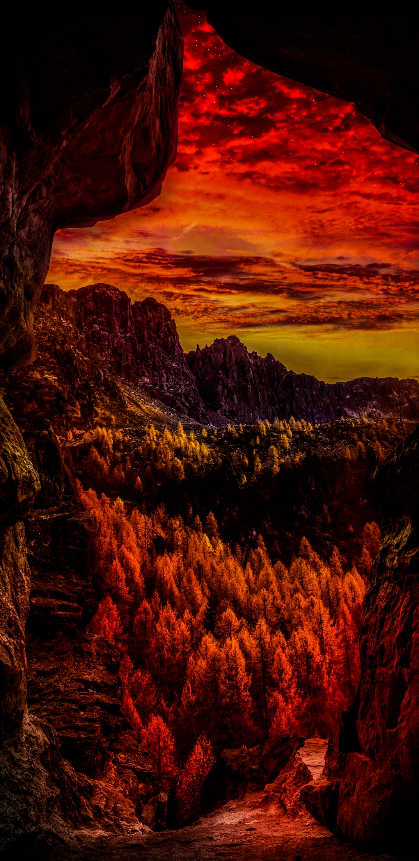 性质, 生态区, 光, 自然景观, 橙色 壁纸 1440x2960 允许