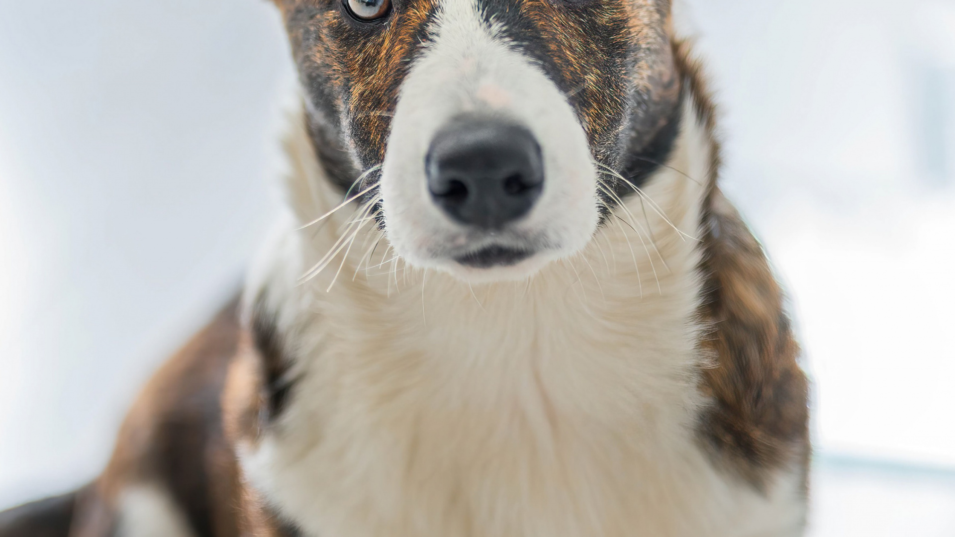 Dogge, Cardigan Welsh Corgi, Pembroke Welsh Corgi, Canidae, Begleithund. Wallpaper in 1920x1080 Resolution