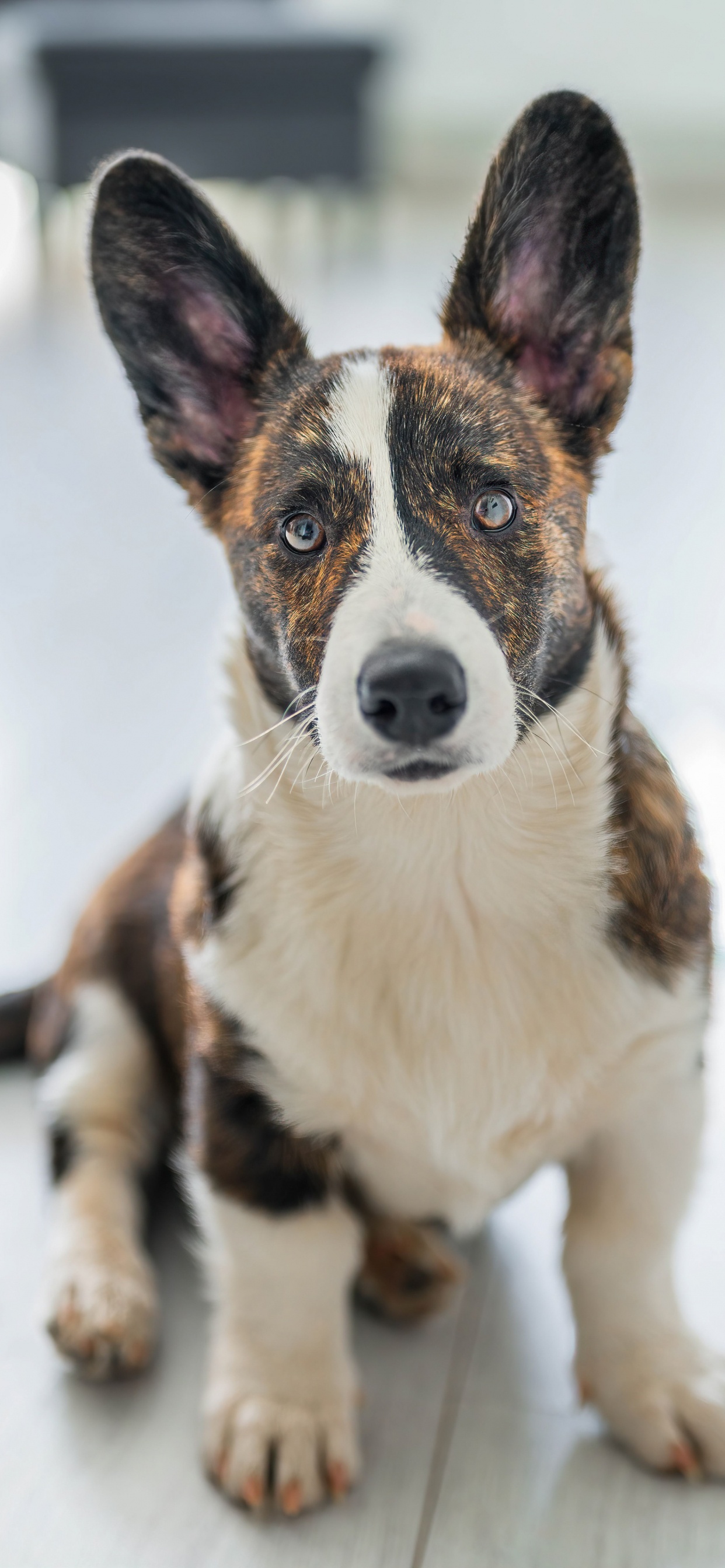 Great Dane, Cardigan Welsh Corgi, Pembroke Welsh Corgi, Canidae, Companion Dog. Wallpaper in 1242x2688 Resolution