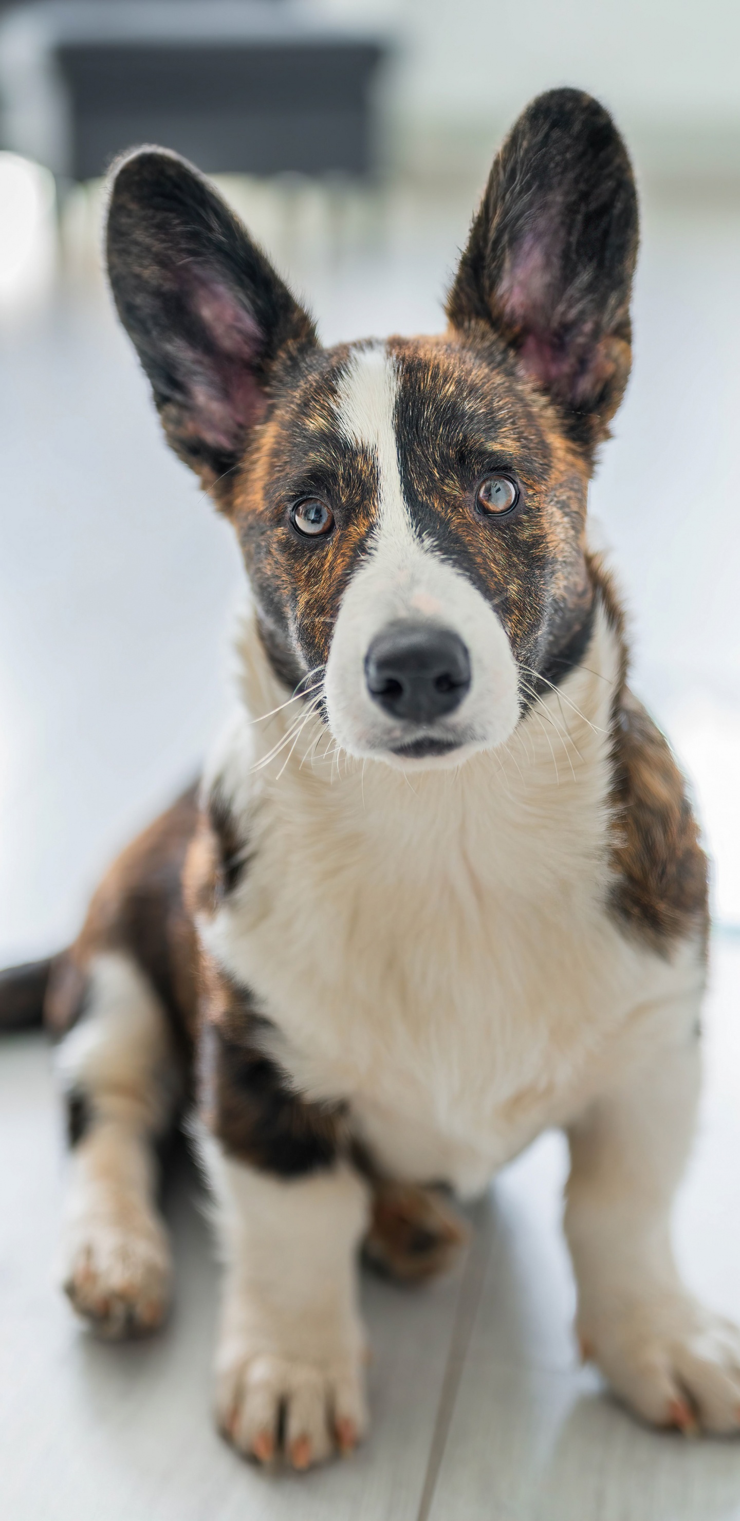 Great Dane, Cardigan Welsh Corgi, Pembroke Welsh Corgi, Canidae, Companion Dog. Wallpaper in 1440x2960 Resolution