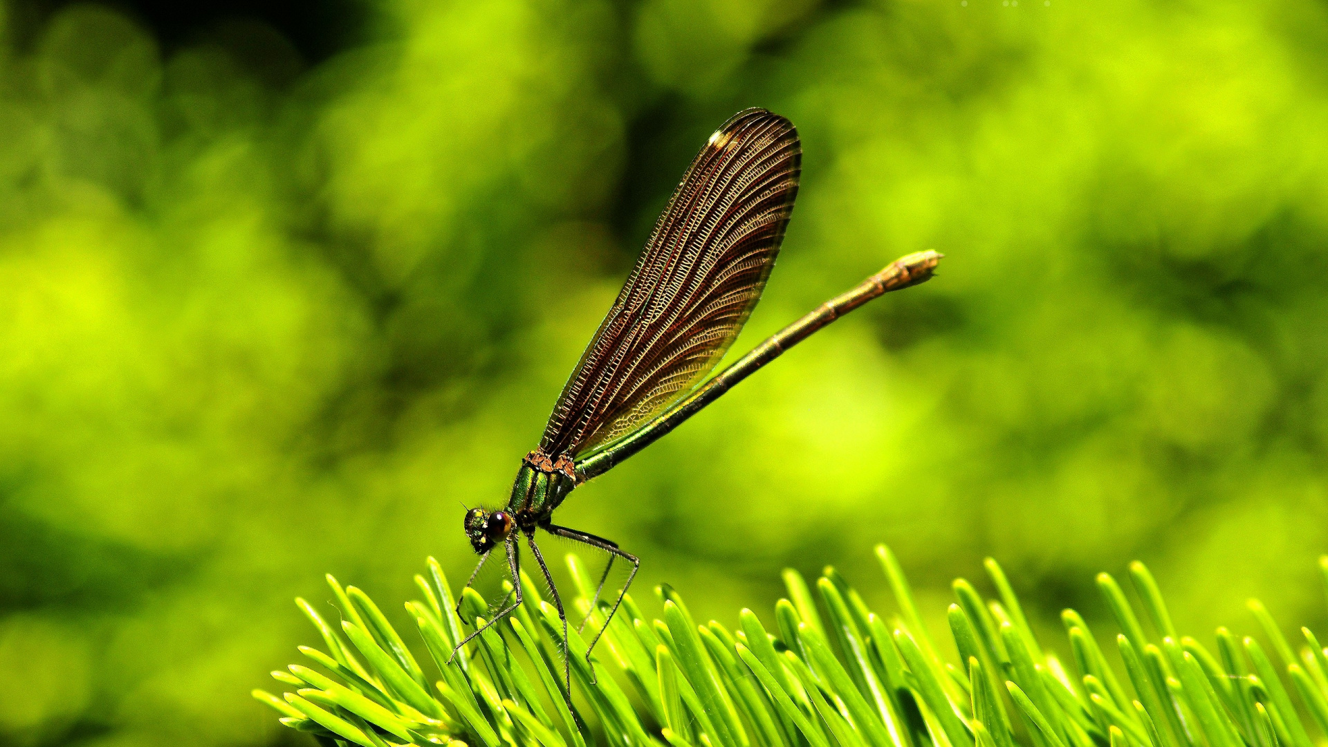 Demoiselle Noire Perchée Sur Une Plante Verte en Photographie Rapprochée Pendant la Journée. Wallpaper in 1920x1080 Resolution