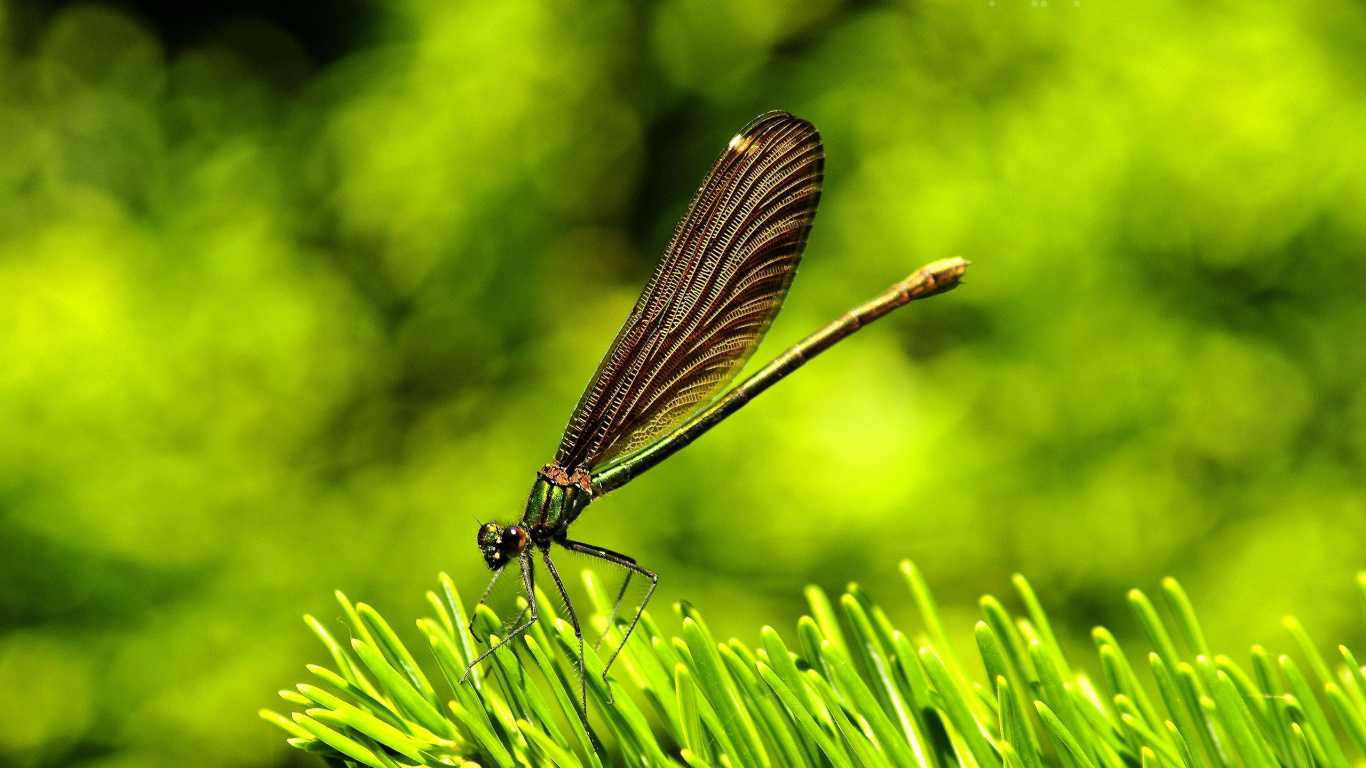 Schwarze Damselfly Thront Auf Grüner Pflanze in Nahaufnahme Während Des Tages. Wallpaper in 1366x768 Resolution