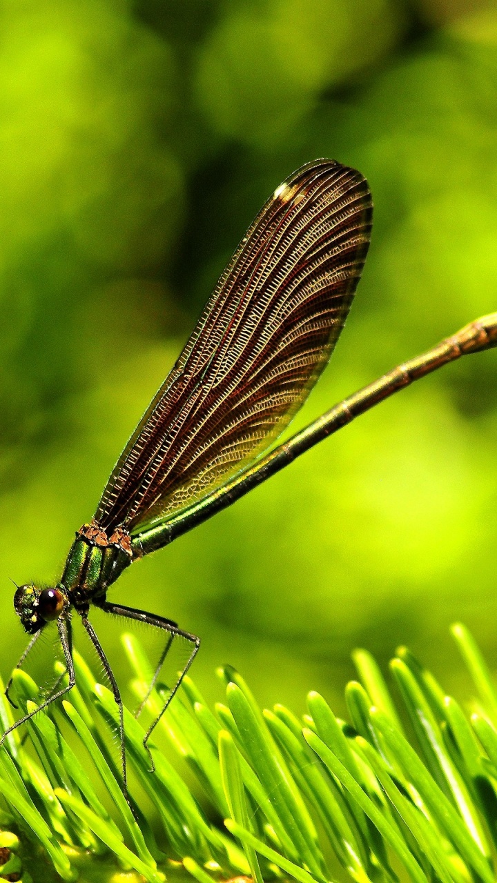 Black Damselfly Perched on Green Plant in Close up Photography During Daytime. Wallpaper in 720x1280 Resolution