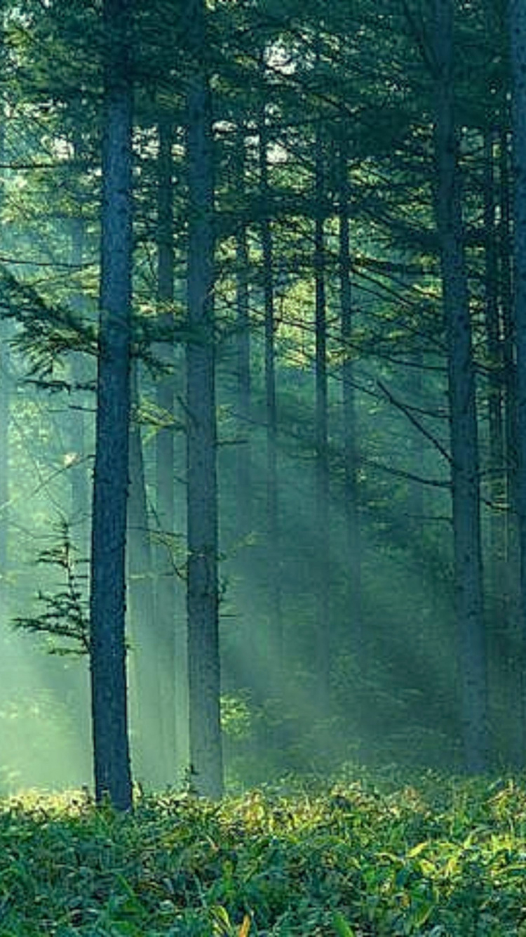 Green Grass and Trees During Daytime. Wallpaper in 750x1334 Resolution