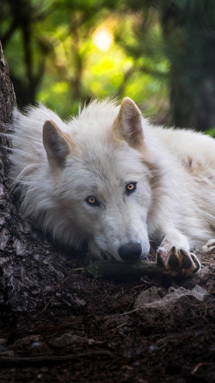 White Wolf Lying on Brown Tree Trunk During Daytime. Wallpaper in 720x1280 Resolution