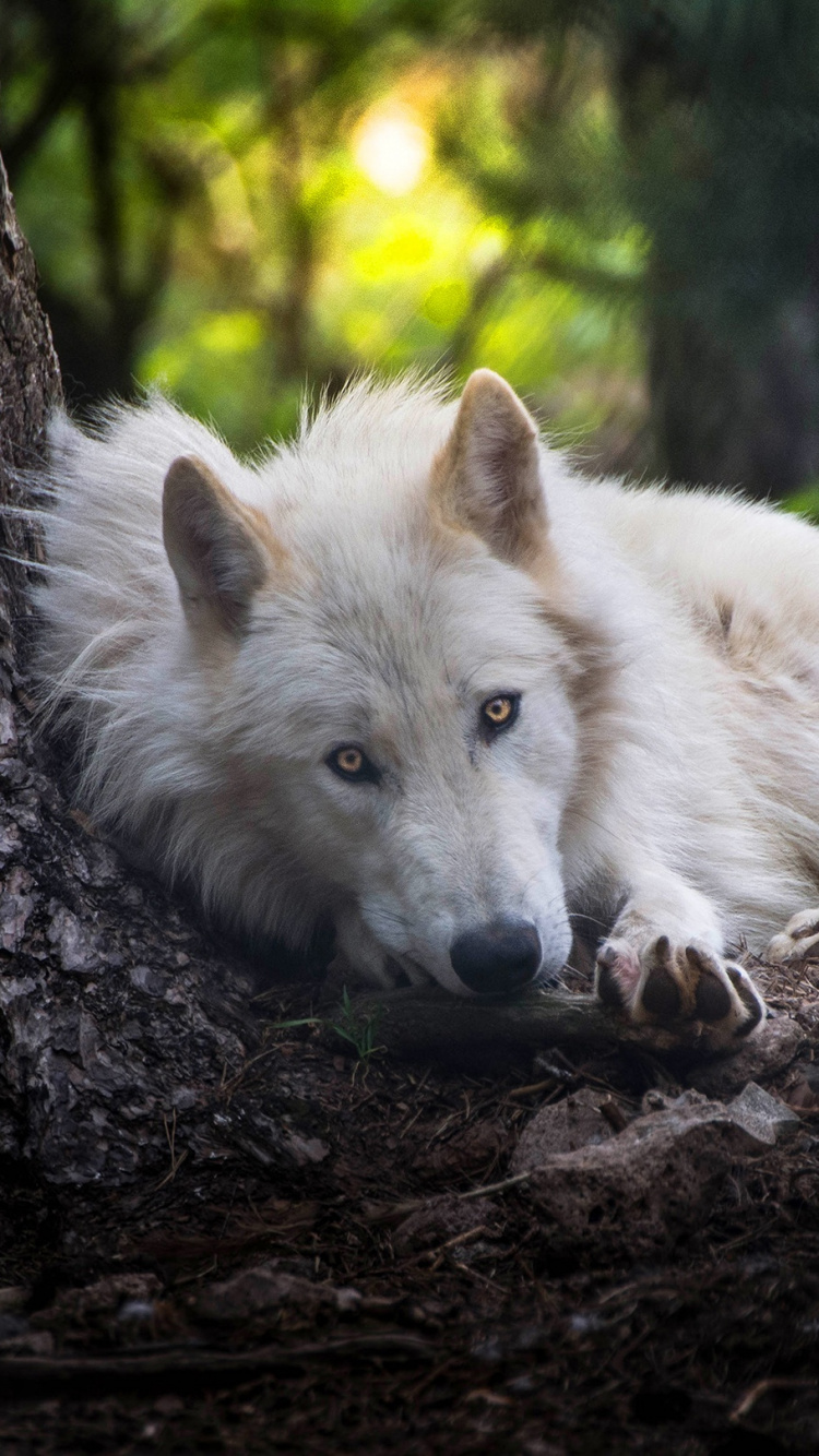 White Wolf Lying on Brown Tree Trunk During Daytime. Wallpaper in 750x1334 Resolution