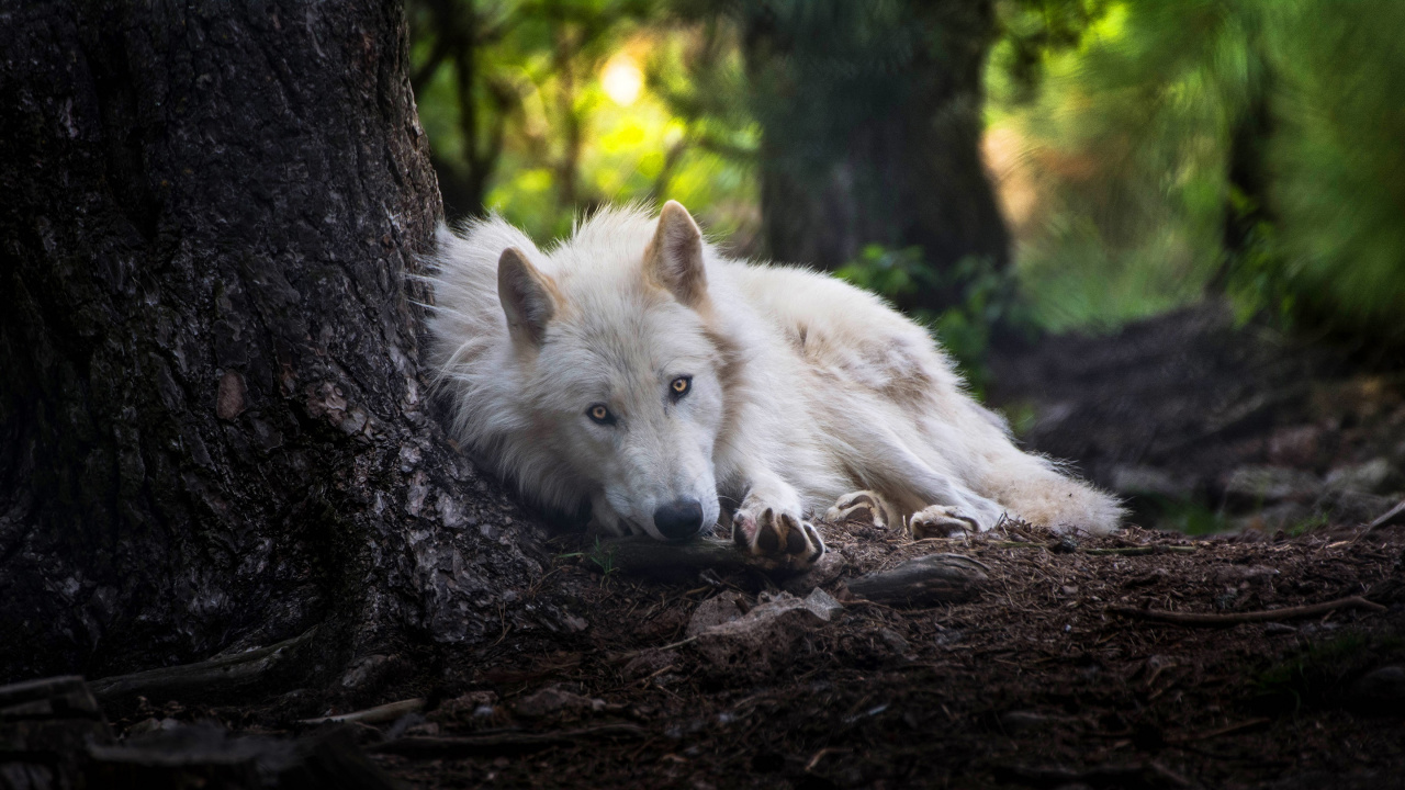 Lobo Blanco Acostado Sobre el Tronco de un Árbol Marrón Durante el Día. Wallpaper in 1280x720 Resolution