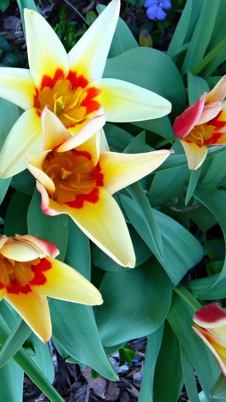 Fleur Jaune et Rouge en Fleurs Pendant la Journée. Wallpaper in 720x1280 Resolution