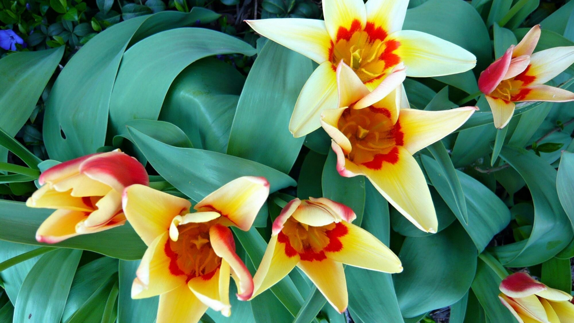 Yellow and Red Flower in Bloom During Daytime. Wallpaper in 1920x1080 Resolution