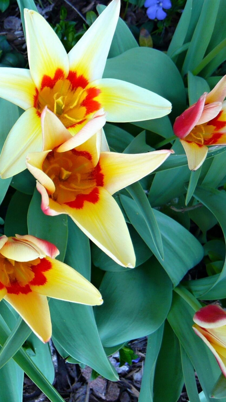 Yellow and Red Flower in Bloom During Daytime. Wallpaper in 750x1334 Resolution
