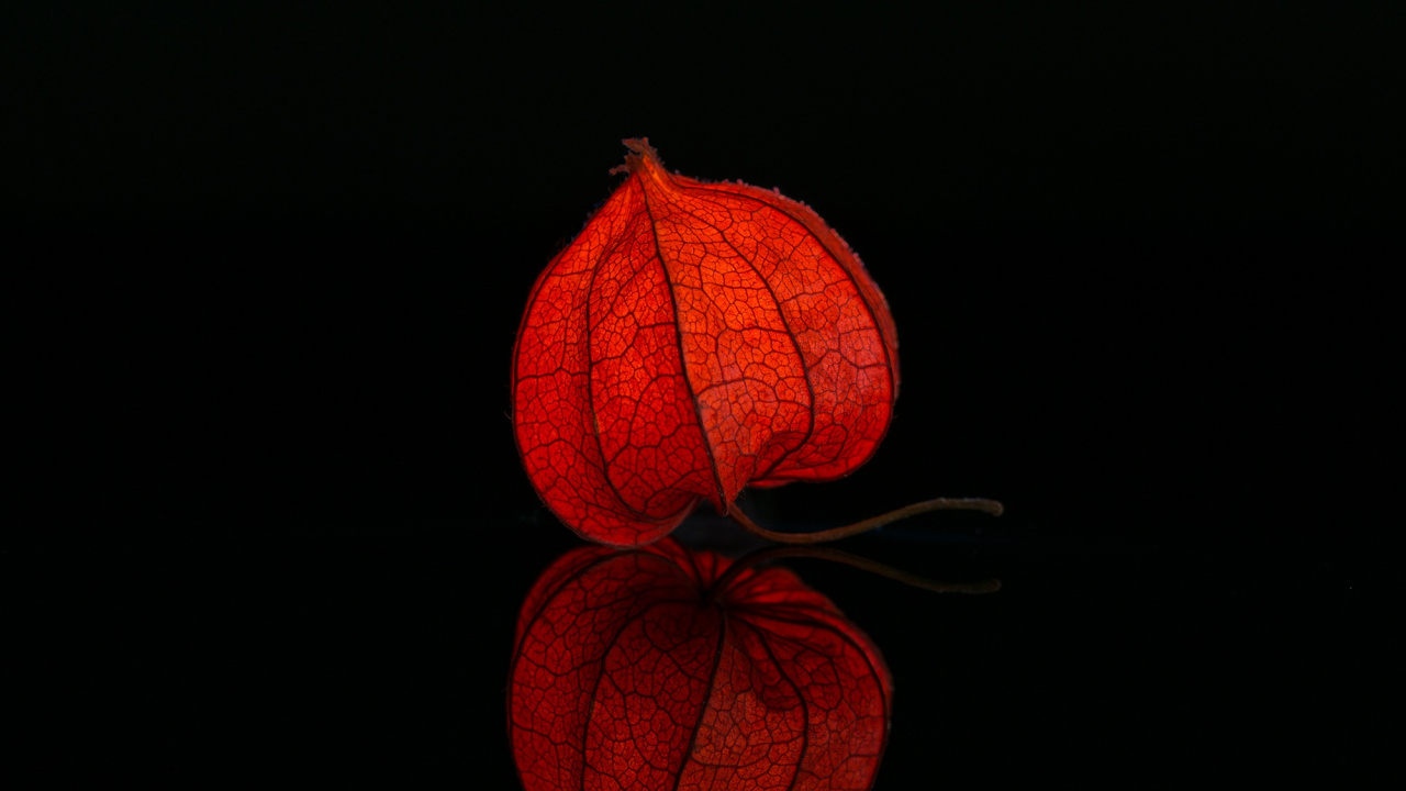 Feuille D'érable Rouge Sur Fond Noir. Wallpaper in 1280x720 Resolution
