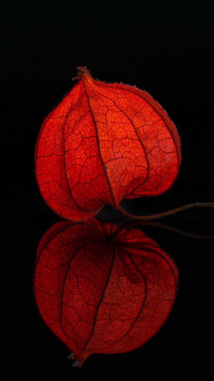 Hoja de Arce Roja Sobre Fondo Negro. Wallpaper in 720x1280 Resolution